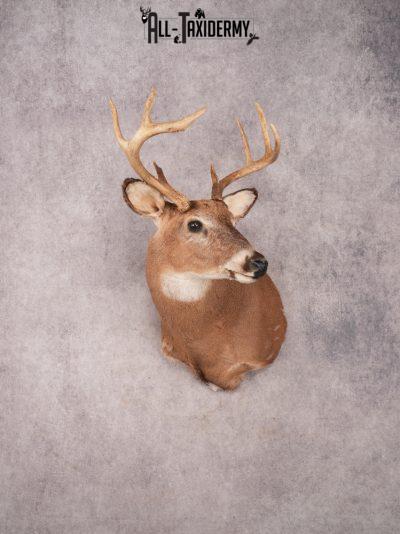 Whitetail Shoulder Mount SKU 3352
