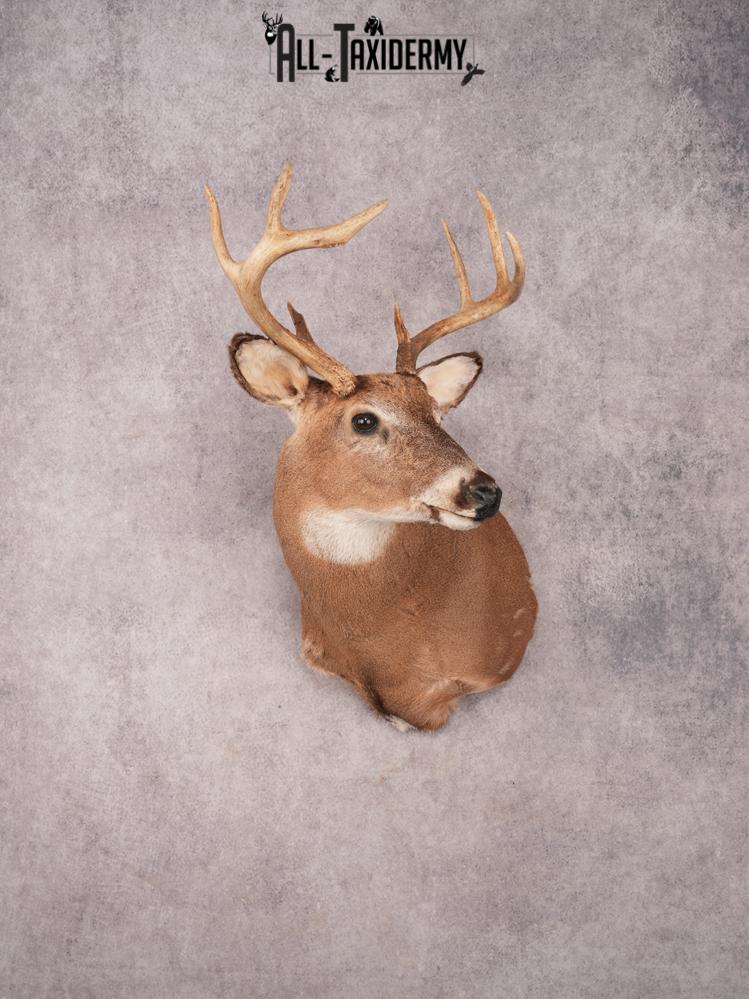 Whitetail Shoulder Mount SKU 3352