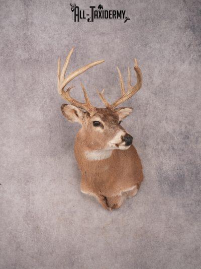 Whitetail Shoulder Mount SKU 3360
