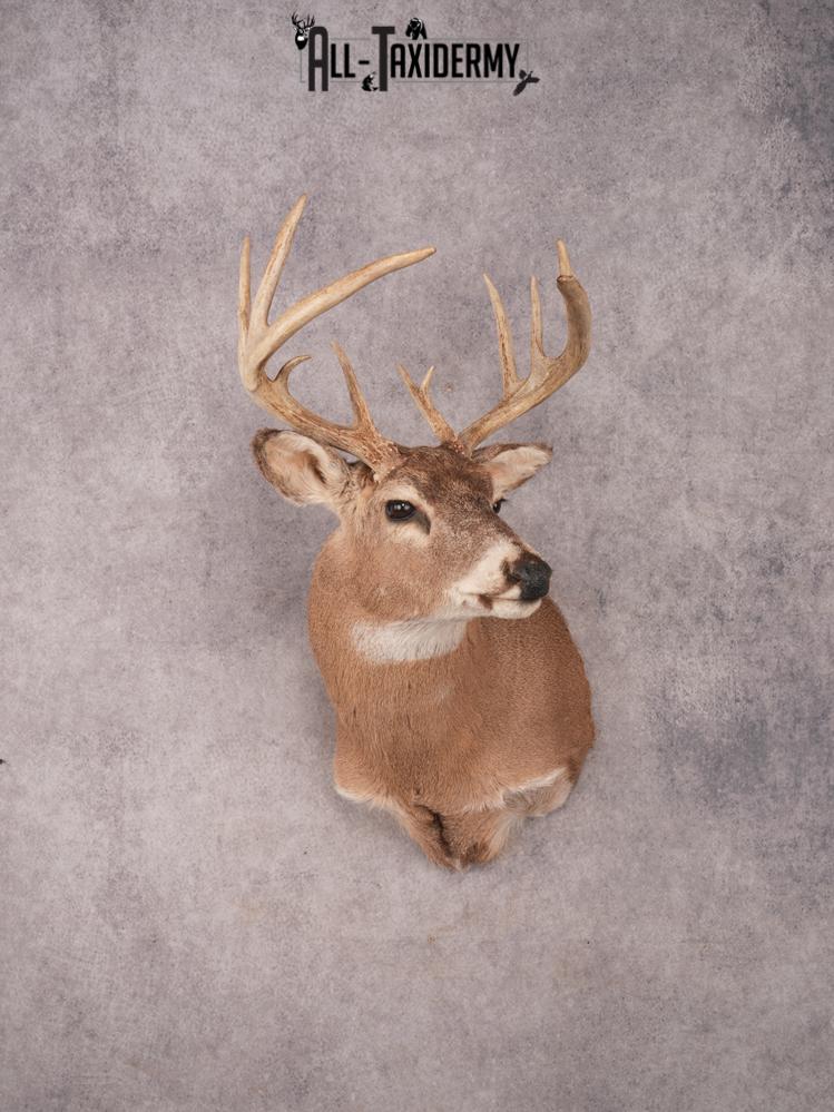 Whitetail Shoulder Mount SKU 3360