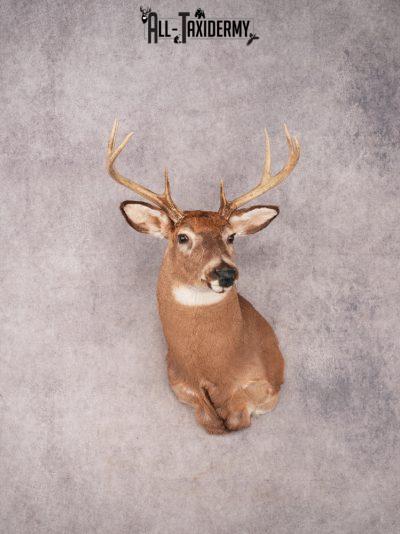 Whitetail Shoulder Mount SKU 3369