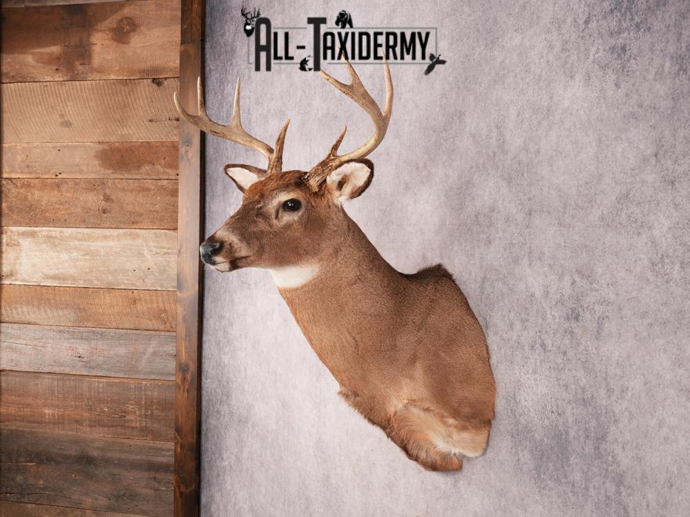 Whitetail Shoulder Mount SKU 3369 - Image 6