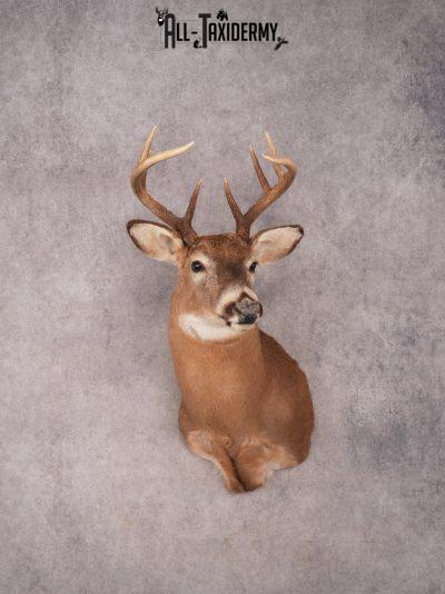 Whitetail Shoulder Mount SKU 3361