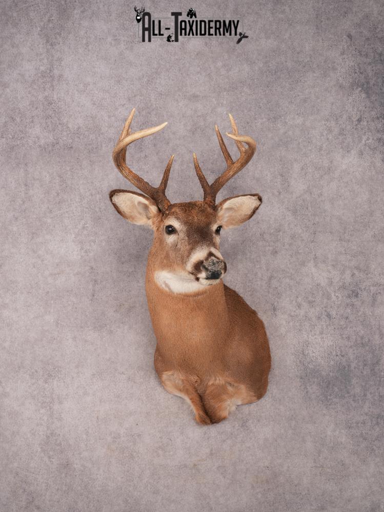 Whitetail Shoulder Mount SKU 3361
