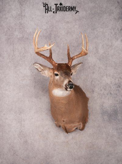 Whitetail Shoulder Mount SKU 3338