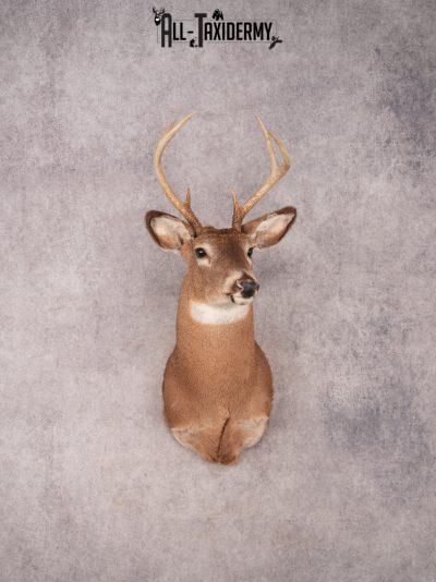 Whitetail Shoulder Mount SKU 3363