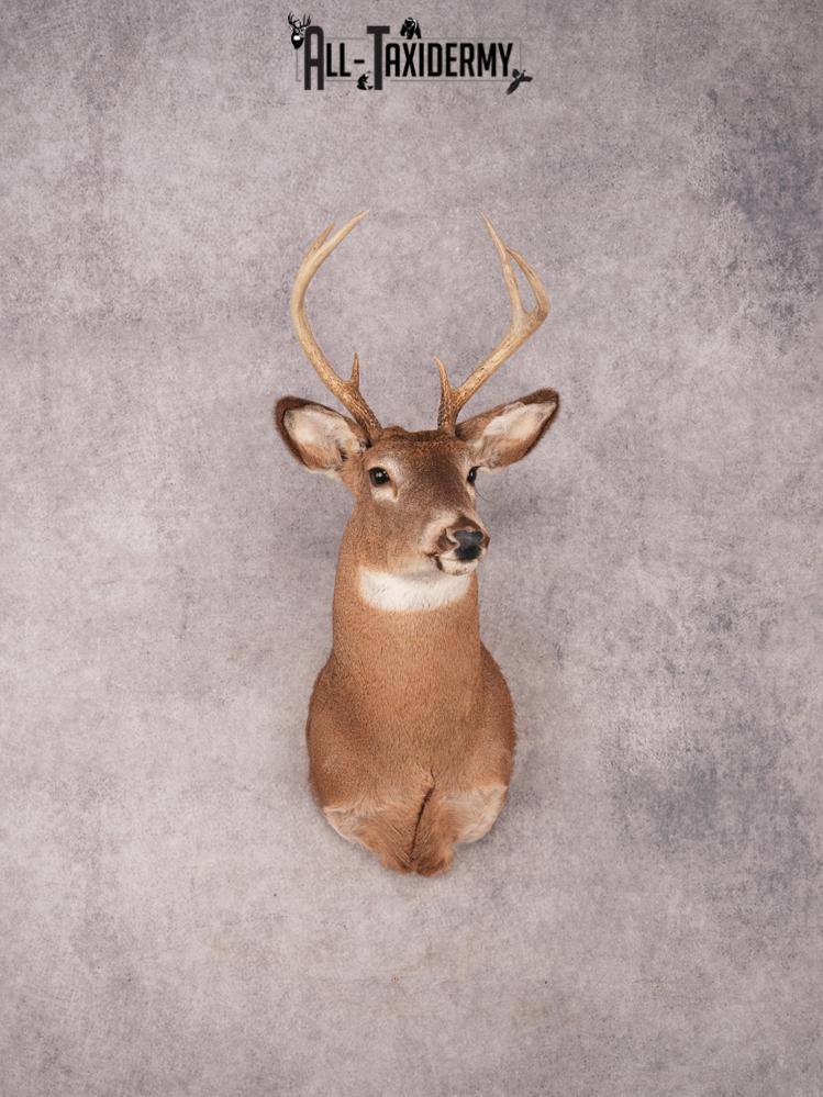 Whitetail Shoulder Mount SKU 3363