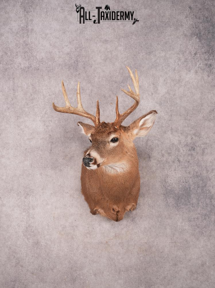 Whitetail Shoulder Mount SKU 3356
