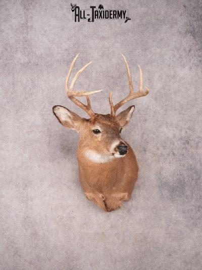 Whitetail Shoulder Mount SKU 3367