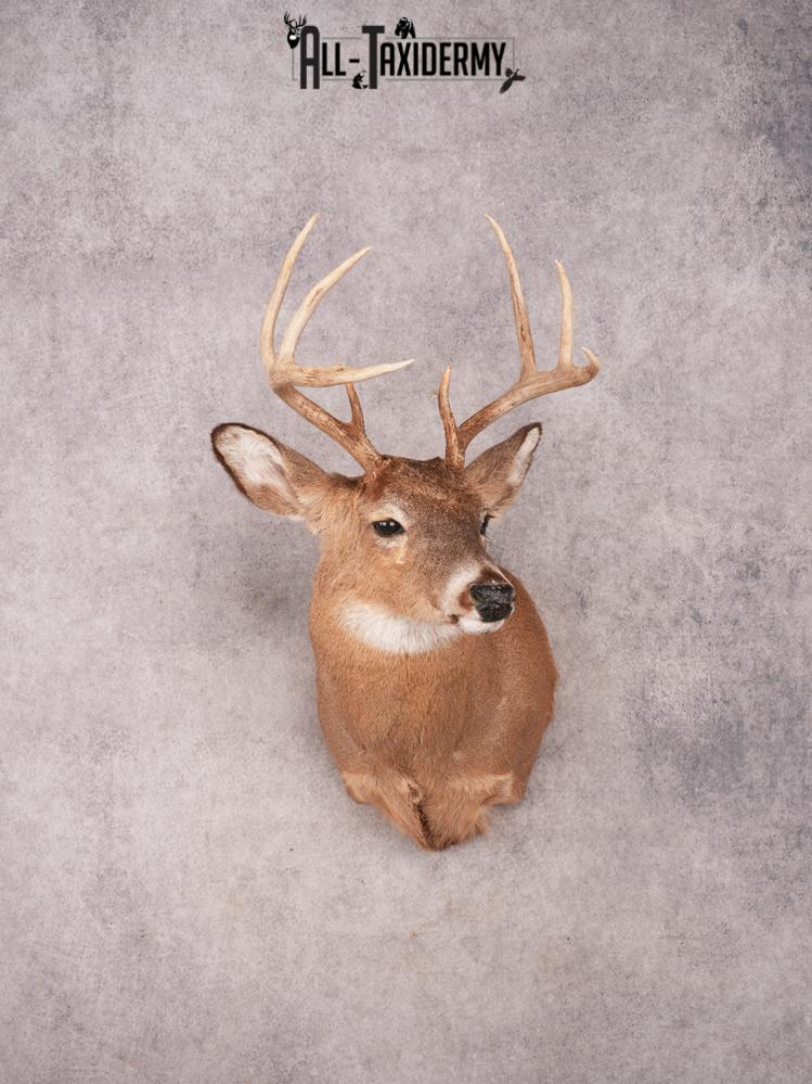Whitetail Shoulder Mount SKU 3367