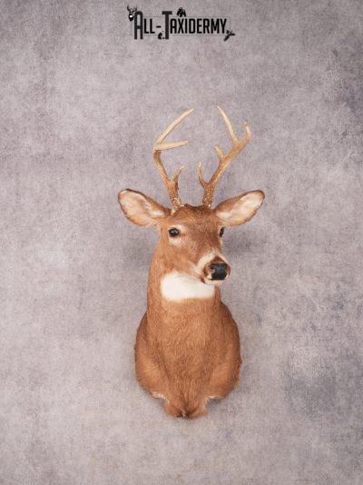 Whitetail Shoulder Mount SKU 3362