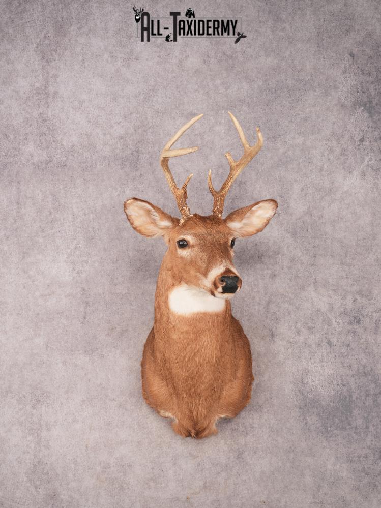 Whitetail Shoulder Mount SKU 3362