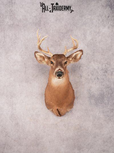 Whitetail Shoulder Mount SKU 3349
