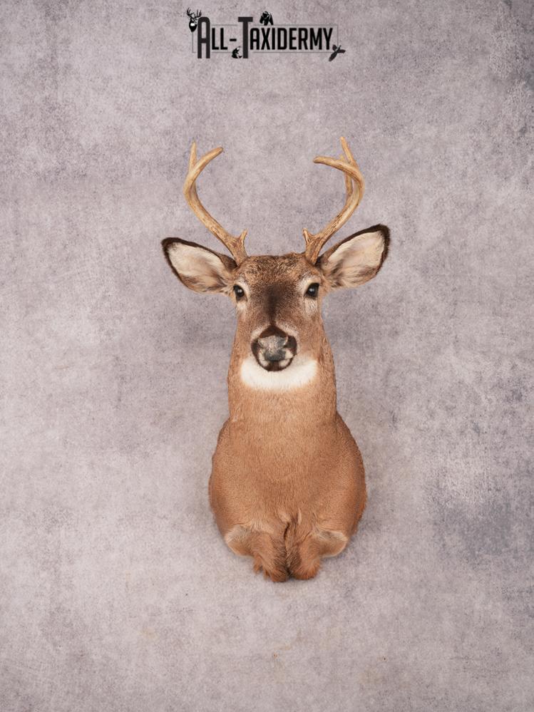 Whitetail Shoulder Mount SKU 3350