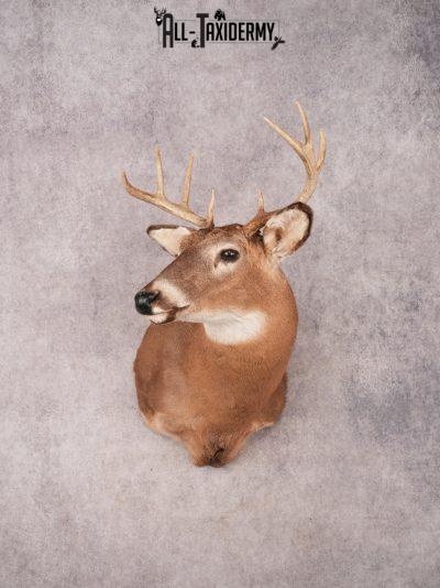 Whitetail Shoulder Mount SKU 3370