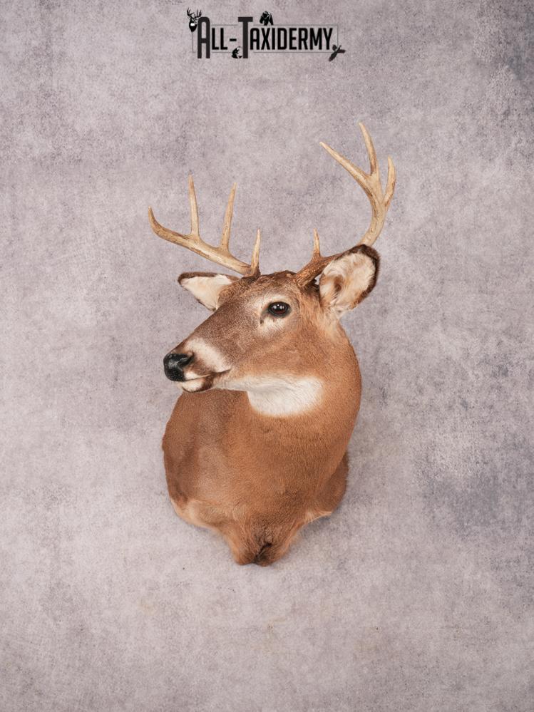 Whitetail Shoulder Mount SKU 3370