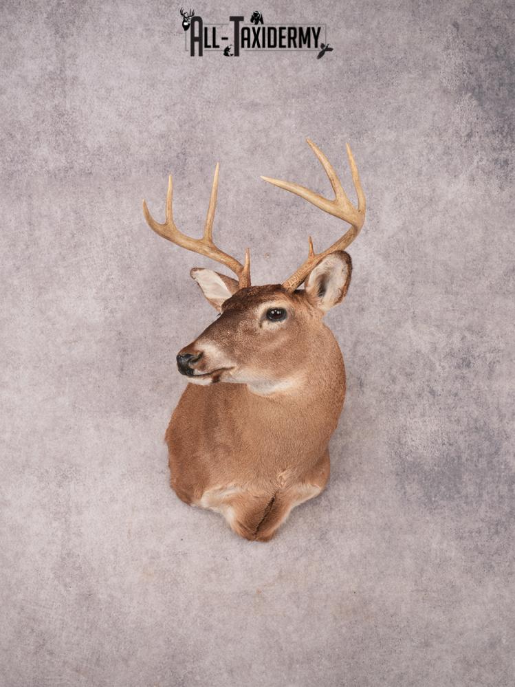 Whitetail Shoulder Mount SKU 3359