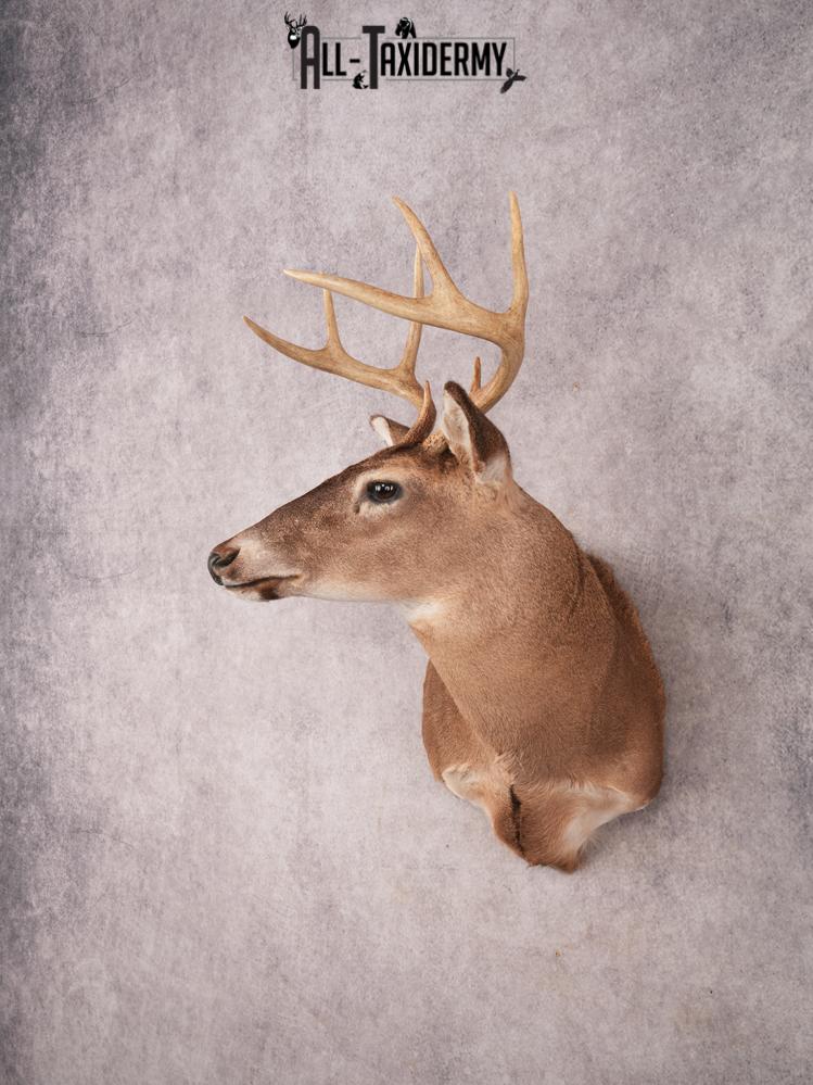Whitetail Shoulder Mount SKU 3359 - Image 7