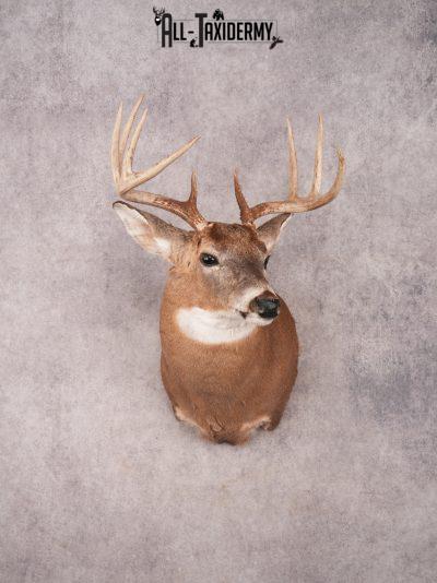 Whitetail Shoulder Mount SKU 3365