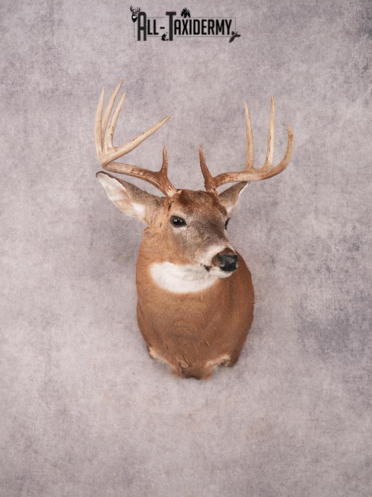 Whitetail Shoulder Mount SKU 3365