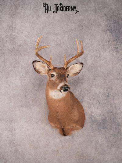 Whitetail Shoulder Mount SKU 3373