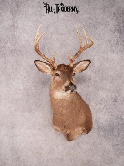 Whitetail Shoulder Mount SKU 3372