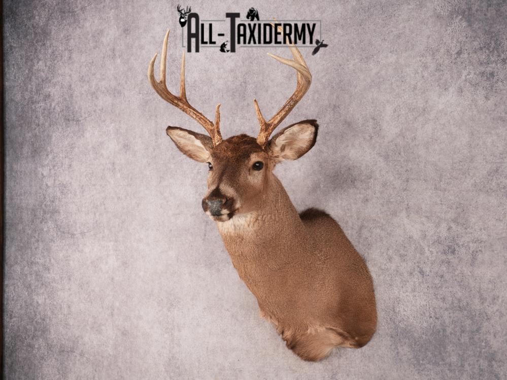 Whitetail Shoulder Mount SKU 3372 - Image 7