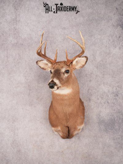 Whitetail Shoulder Mount SKU 3371