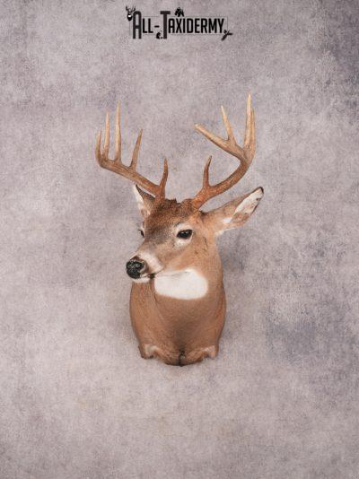 Whitetail Shoulder Mount SKU 3368