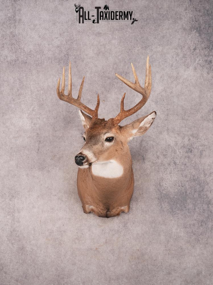 Whitetail Shoulder Mount SKU 3368