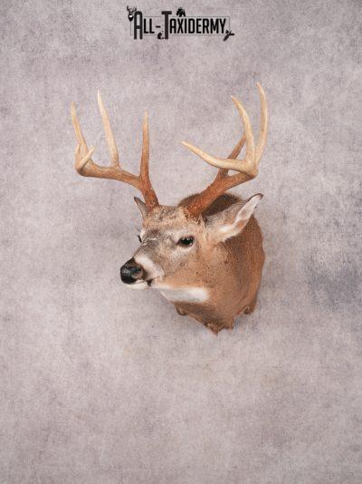 Whitetail Shoulder Mount SKU 3351