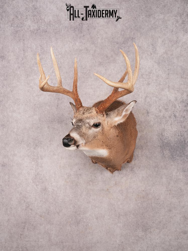 Whitetail Shoulder Mount SKU 3351