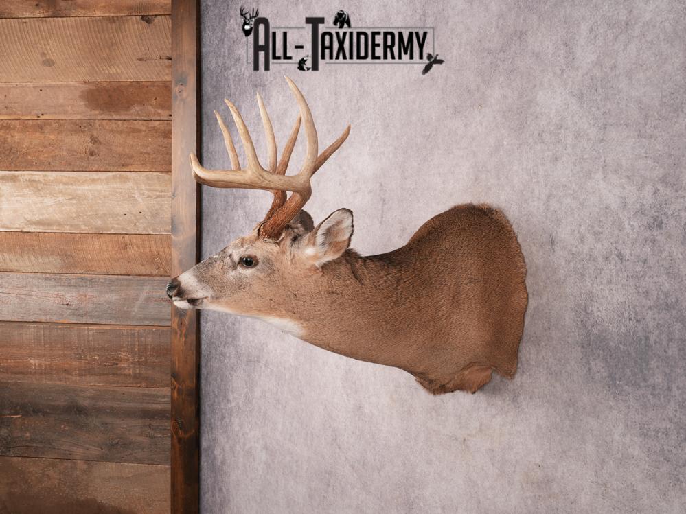 Whitetail Shoulder Mount SKU 3351 - Image 6