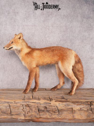 Full Body Fox SKU 3329