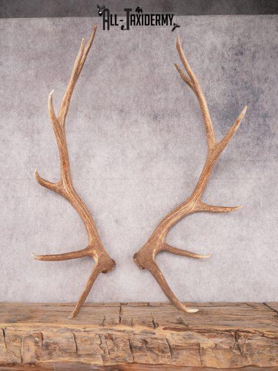 SKU 3420 Matching Elk Sheds 6x7