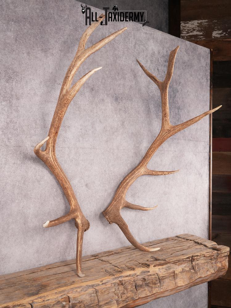 SKU 3420 Matching Elk Sheds 6x7 - Image 6