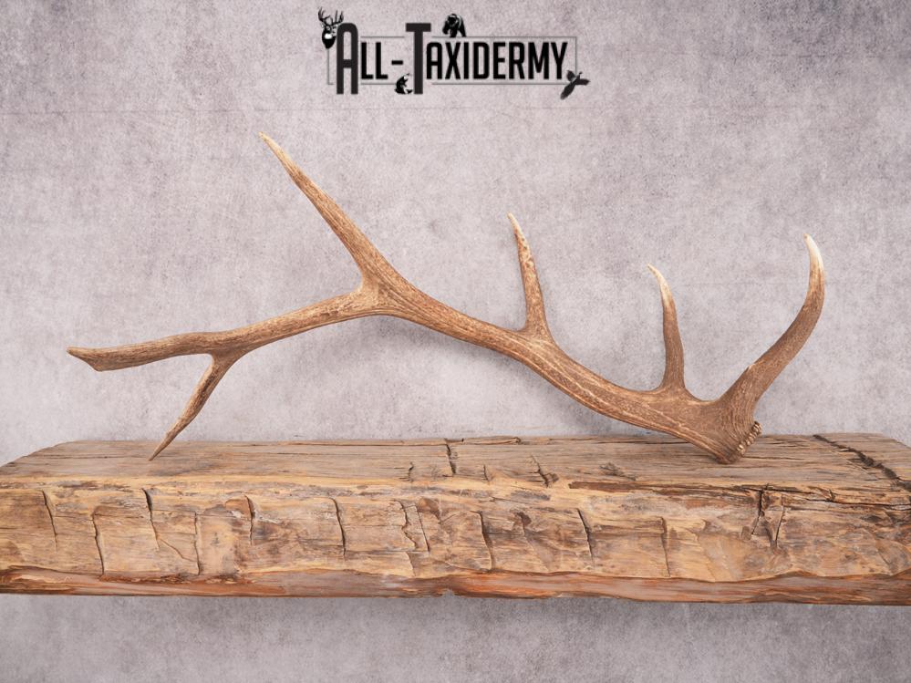 SKU 3420 Matching Elk Sheds 6x7 - Image 5