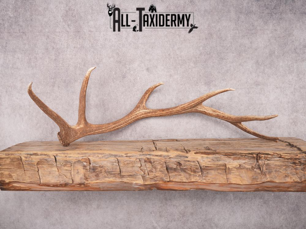 SKU 3420 Matching Elk Sheds 6x7 - Image 3