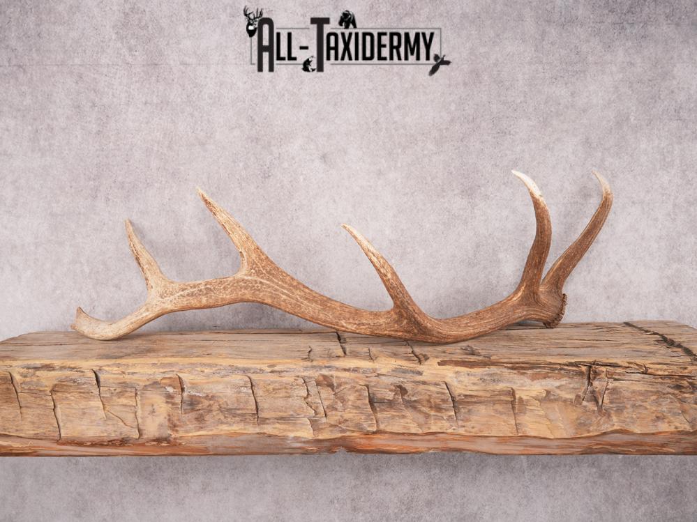 SKU 3420 Matching Elk Sheds 6x7 - Image 2