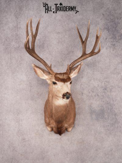 Mule Deer Taxidermy Mount SKU 3492
