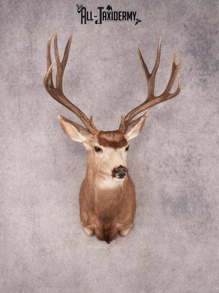 Mule Deer Taxidermy Mount SKU 3492