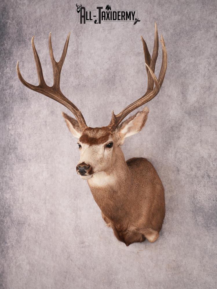 Mule Deer Taxidermy Mount SKU 3492 - Image 8
