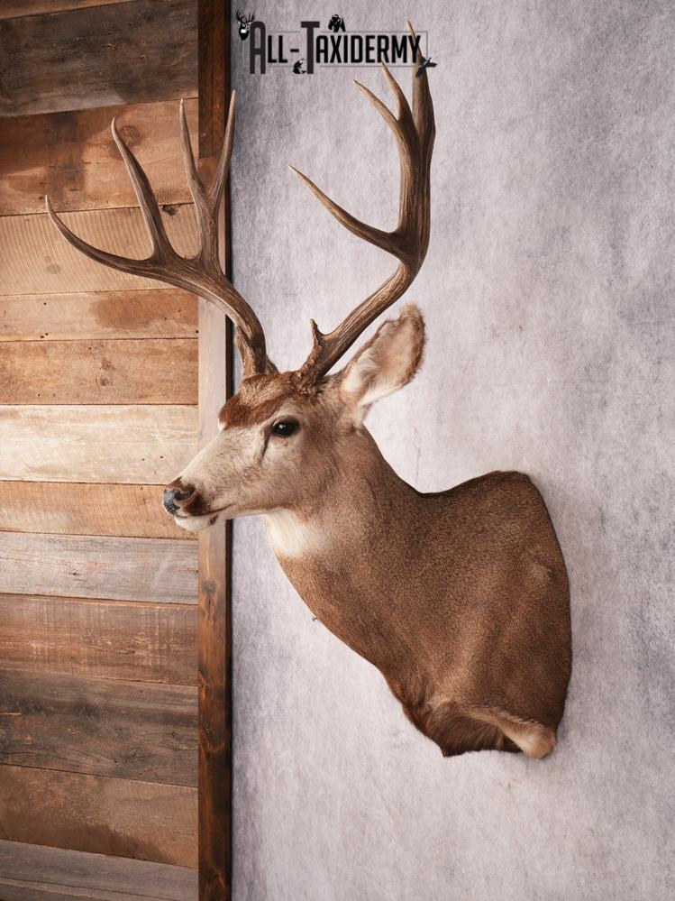 Mule Deer Taxidermy Mount SKU 3492 - Image 7