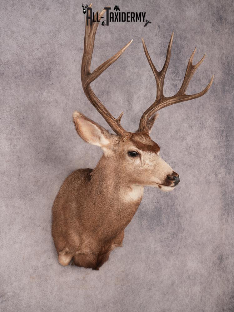 Mule Deer Taxidermy Mount SKU 3492 - Image 6
