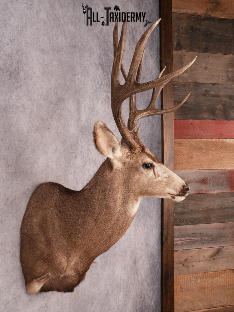 Mule Deer Taxidermy Mount SKU 3492 - Image 5