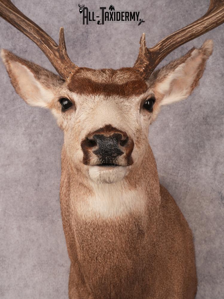 Mule Deer Taxidermy Mount SKU 3492 - Image 2
