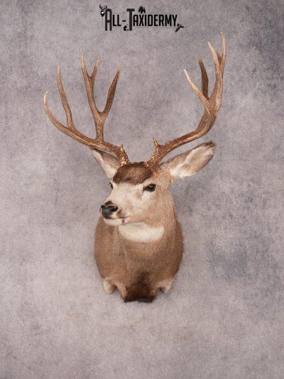 Mule Deer Shoulder Mount SKU 3447