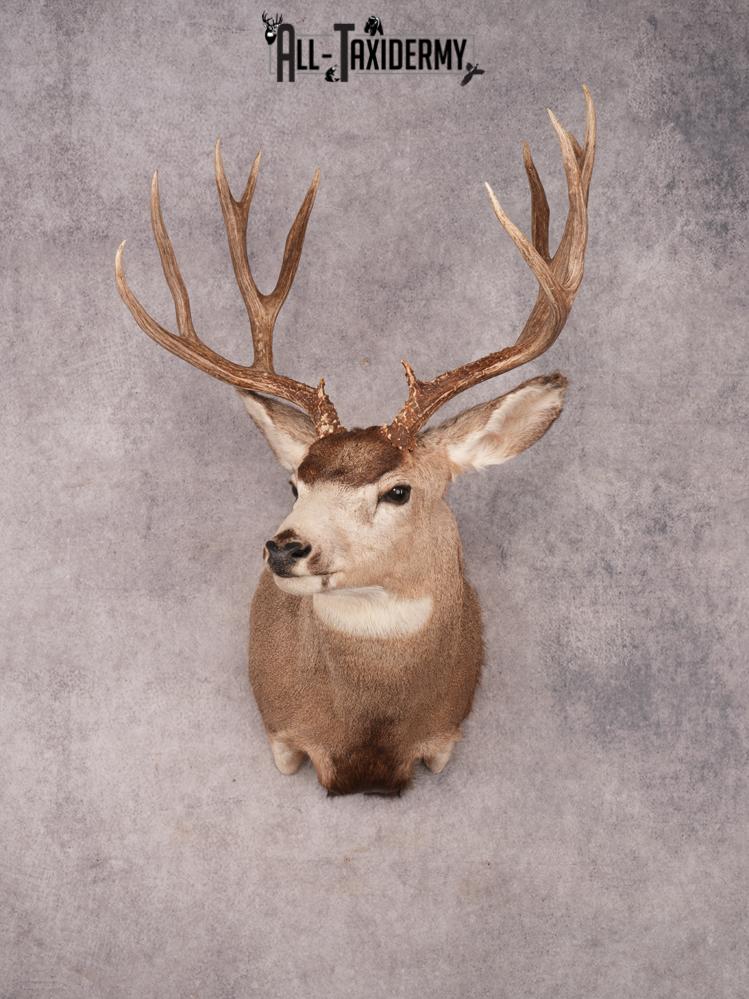 Mule Deer Shoulder Mount SKU 3447