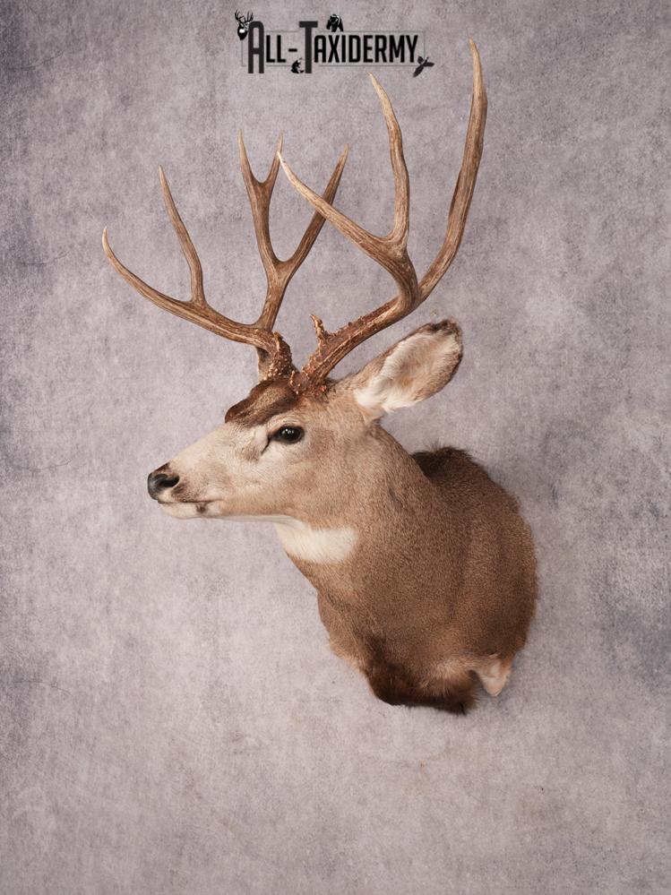 Mule Deer Shoulder Mount SKU 3447 - Image 8