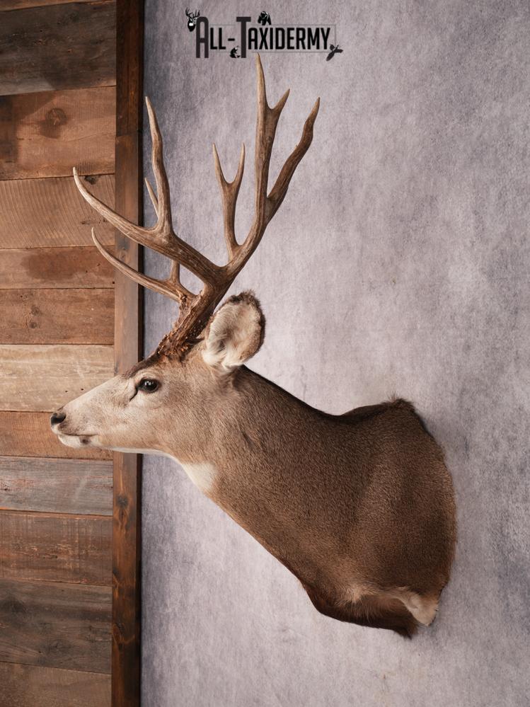 Mule Deer Shoulder Mount SKU 3447 - Image 7